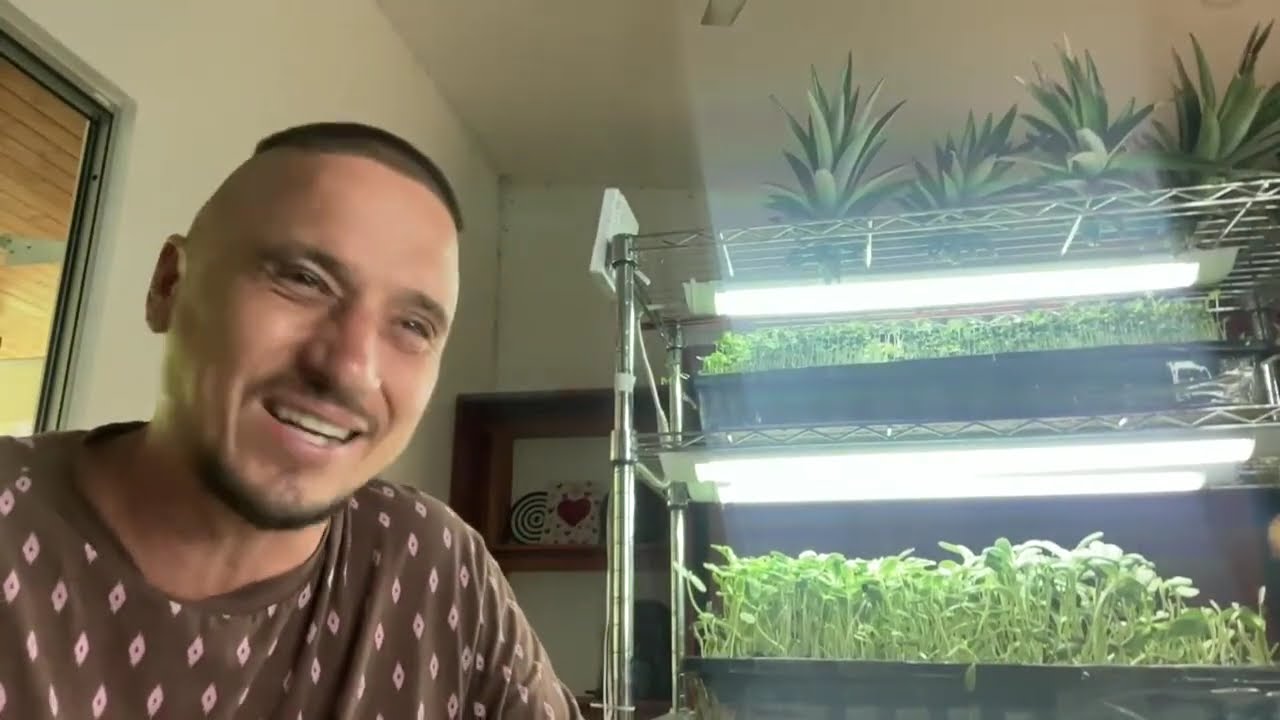 Какой Стеллаж , Свет и Тара для Выращивания Микрозелени