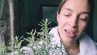 How to Grow Rosemary Indoors Inspired by Medicinal Herbs, Rosemary Gladstar: Mental Clarity, Love