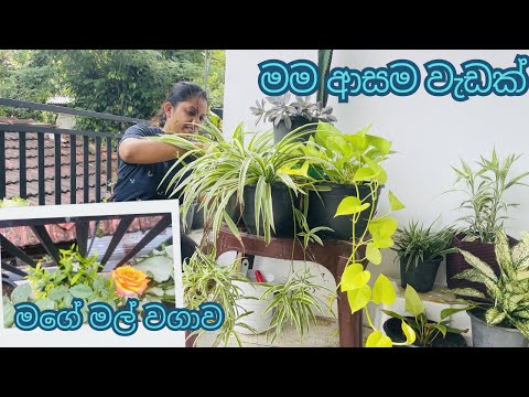 මල් වවන එක ඇත්තටම ගොඩාක් සතුට ගේන දෙයක්🪴🪴🪴🌷🌷#gardenflowers #smallspacegardening  #happymoments 