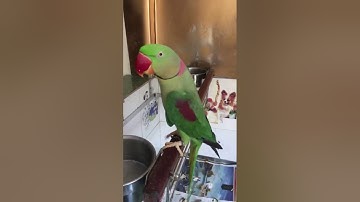 Vẹt xích nói sõi nhất Việt Nam - 2017