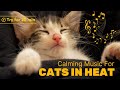 Music for cats in heat calming sound to relax your kitty tested