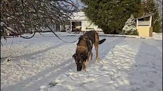 Tähti kotihoidossa 11/2025