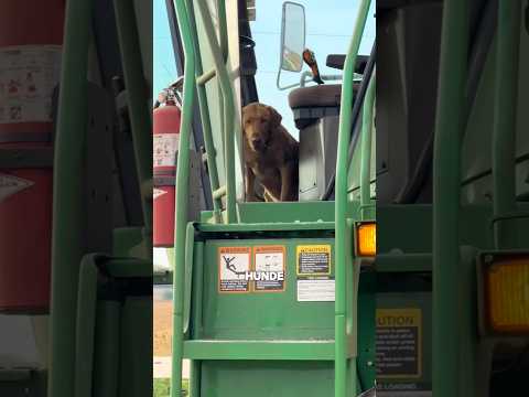 So kann er immer mitfahren 🥹🐶 #shorts