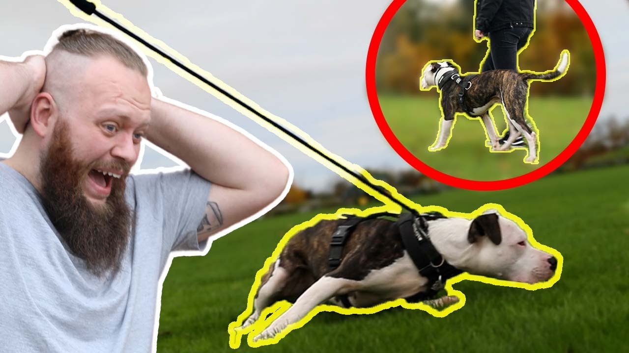 Unbelievable Dog Walking Transformation! Stopping Pitbull Pulling On The  Leash 