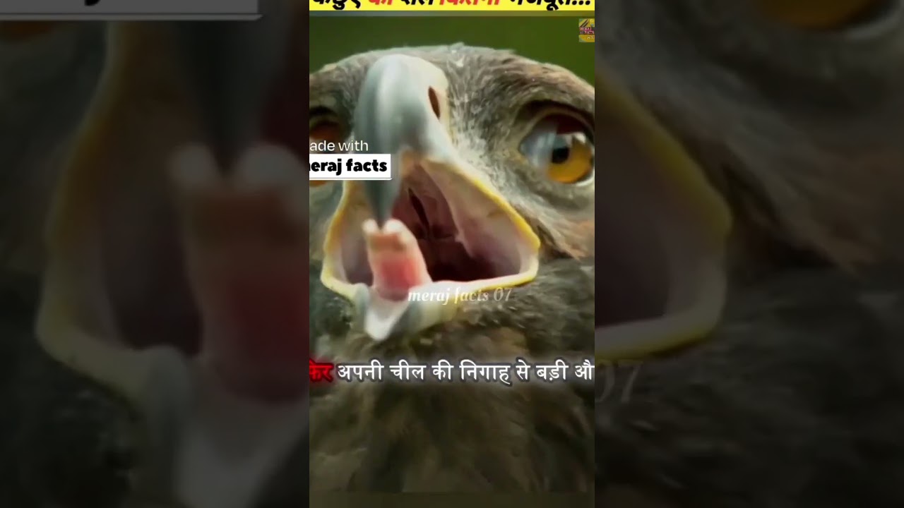 Turtle Shells Are Stronger Than You Think# ai