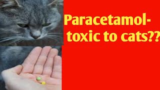 Paracetamol toxic to cats??? by petdotvet 223 views 2 years ago 2 minutes, 19 seconds