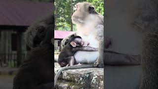 So adorable! Mom’s tummy is the best pillow for Dimitri’s baby while drinking milk 🥰 #wildlife