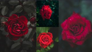 أجمل خلفيات ورد حمراء للبنات 🥀// خلفيات حمراء للهاتف 😊♡