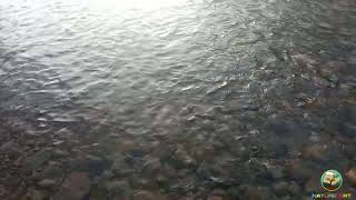 The sounds of nature , water surface and the sounds of passing over the water , Full HD , no music
