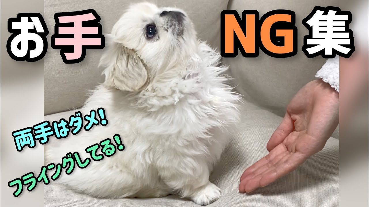 生後2ヶ月のペキニーズ子犬 お手ng集 犬のしつけ Dog Trick Bloopers Pekingese Puppy Training To Give Paw Shake Youtube