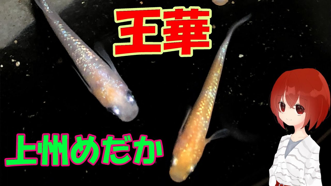 上州めだか様】王華(美しい紅白極ラメメダカ)【メダカ飼育#42】 - YouTube