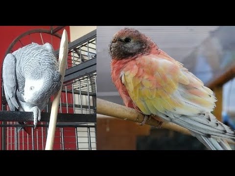 What Birds do we Breed and Keep? Meet all our Birds!