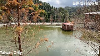 根本是來看枯木殘枝..【落羽松秘境】這季節根本是來看各式各樣的鴨鵝~苗栗三灣落羽松秘境