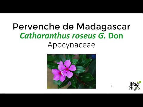 Vidéo: Pourquoi la pervenche rose est-elle en voie de disparition ?