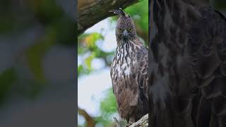 Eagle and Snake Face Off in the Jungle