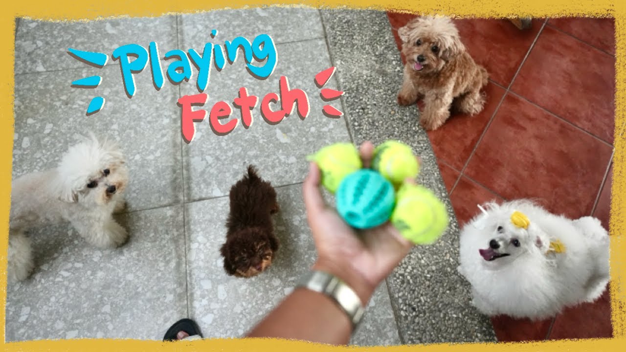 How I play fetch with a New Puppy and 3 Toy Poodles| The Poodle Mom