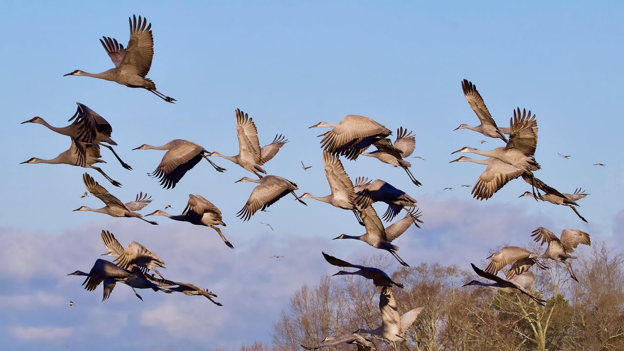 The Secret Routes of Migratory Birds: Nature’s Epic Voyage 