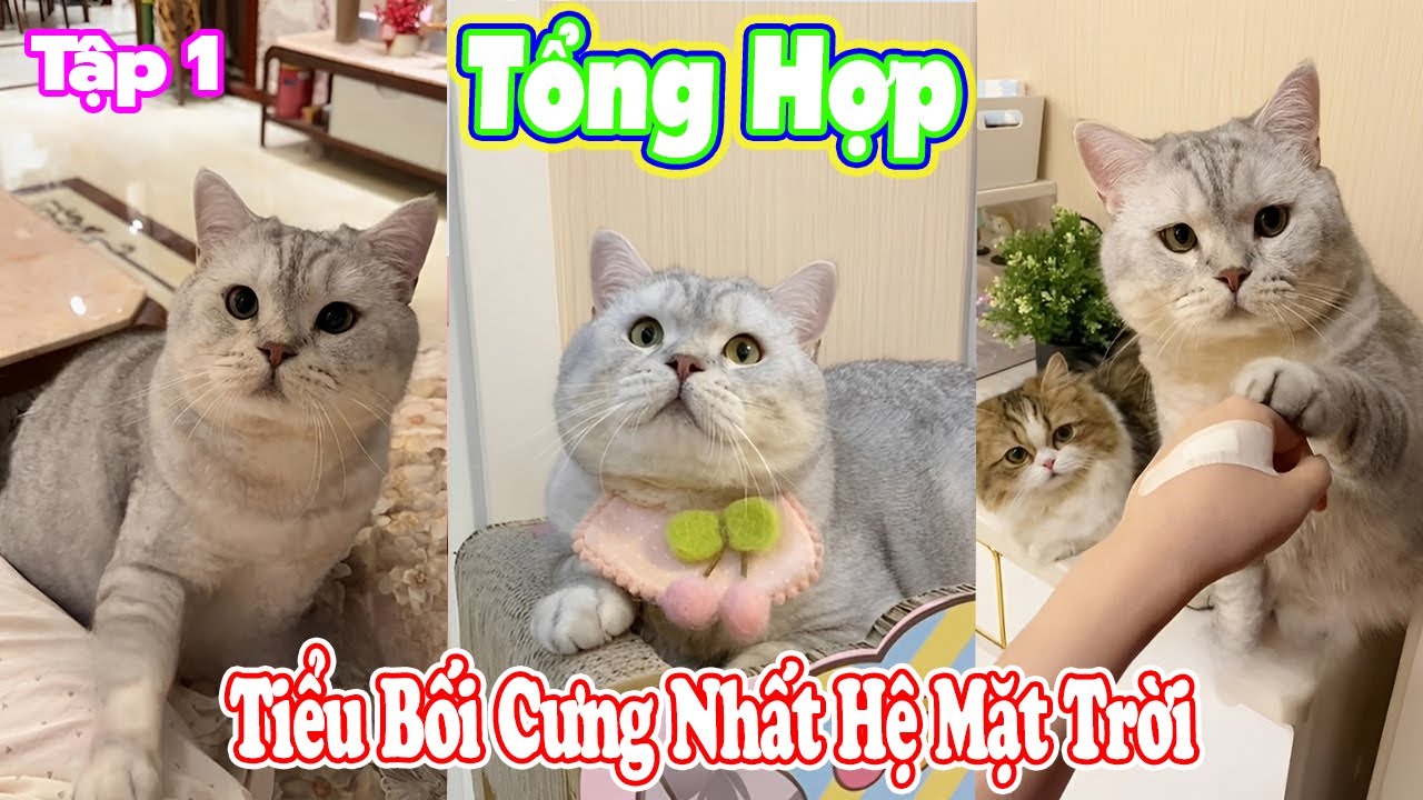 Tổng Hợp 😹Tiểu Bối Cưng Nhất Hệ Mặt Trời Tập 1️⃣ 