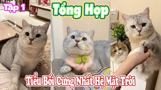 Tổng Hợp Tiểu Bối Cưng Nhất Hệ Mặt Trời Tập 1 Úcưng Ậtnuôi Ómèohàihước