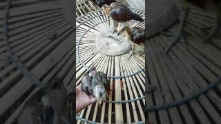 Birma Atret Tdanarsawatlari Lari Tdanar Usia 1 Bulan Lebih