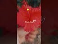 @ShilpaSharma9541 💔🥲😌 #trendingreels #youtubeshorts #sadsong