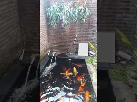 koi kamis pagi
