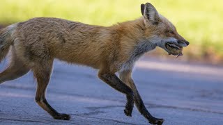 Red Fox Hunting Mouse | How Red Fox Hunting Profile