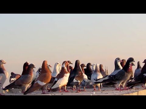 rangin kabootar bazi video high flight pigeons