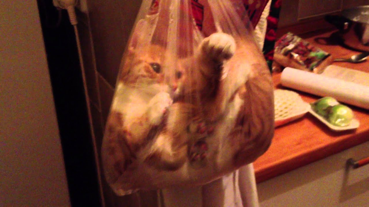 Cat's passion for plastic bags YouTube