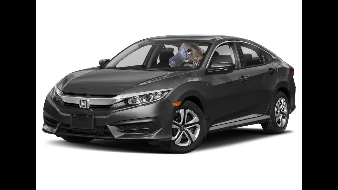 where exactly is the semi-aquatic being?