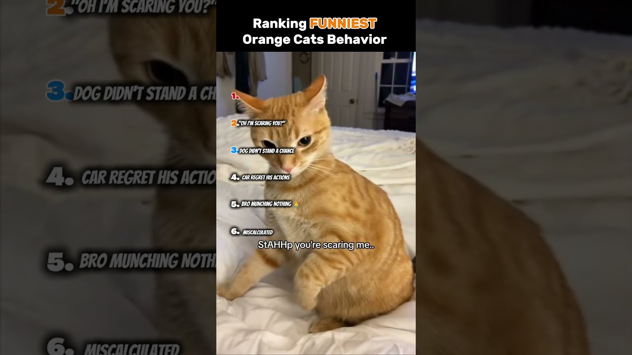 Ranking Funniest Orange Cats Behavior