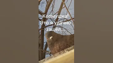 Нельзя так просто взять и залететь в кормушку, особенно, если ты голубь!🐥🥣