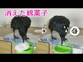 【消えてパニック】綿菓子が消える様子を見てカラスがパニックを起こしました･･･。 猫と犬にも見せてみましたw 20190915、カラス＆四つ足トリオ