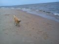 Golden retriever  lucchese en la playa