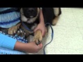 Puppy Training 101-Puppy Foot Pads Massage Puppy Training 101-Puppy Foot Pads Massage
