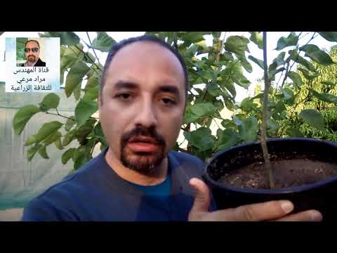 فيديو: معلومات عن نبات بنما بيري - تعرف على كيفية زراعة توت بنما
