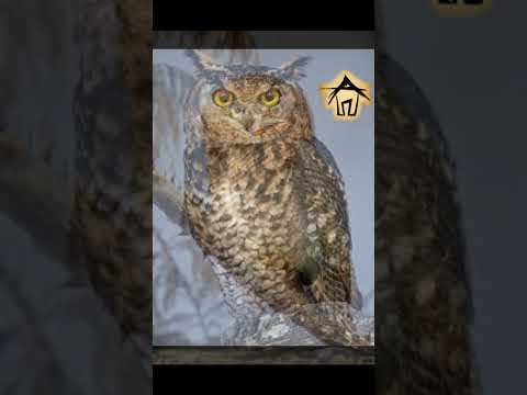 ஆந்தை #shorts #tamil #aishutte #anmeegamshorts