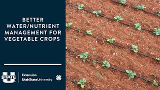 Better Water/Nutrient Management for Vegetable Crops