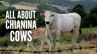 Chianina Cows – Everything You Should Know