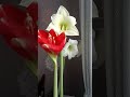 Amaryllis Bloom Time-lapse: Watch Nature Unfold
