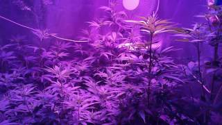 How to grow lowkey 101 pt. 56. Bloom day