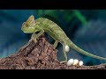 Chameleon making nest and laying eggs- Baby Chameleon hatching