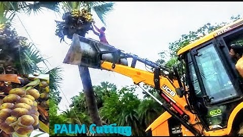 JCB 3DX Loder Fully High 🌴Palms Cutting By Palmyra Tree Very Nice video