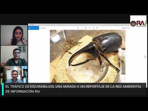Video: Escarabajo negro: ordenado enviado por la naturaleza