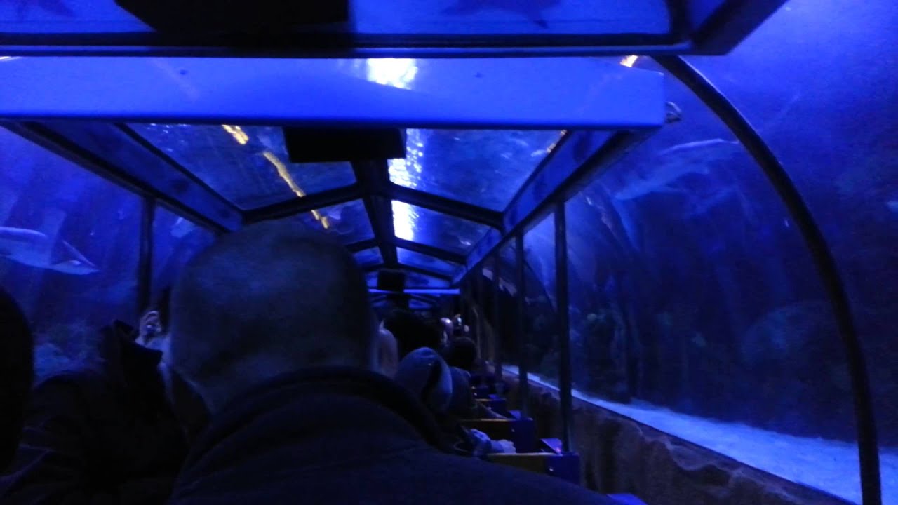 Houston Aquarium YouTube