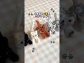 Tiktok 3.9M views🐱Make a Cat with 2 Pipe cleaners🐈