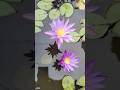 purple water lily | Outdoor Aquatic plant | SA_garden #plants #outdoorflowers #garden