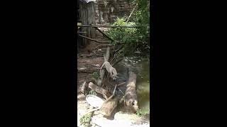 Cambodian Dog-Khmer Dog-Khmer Pond-Cambodian House-Water-Cambodian Treetree.pomd.,Dog