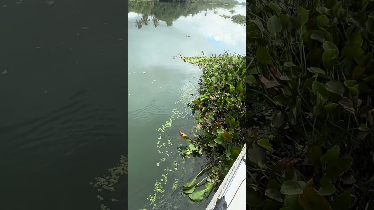 ⁣Invasão de plantas flutuantes no rio