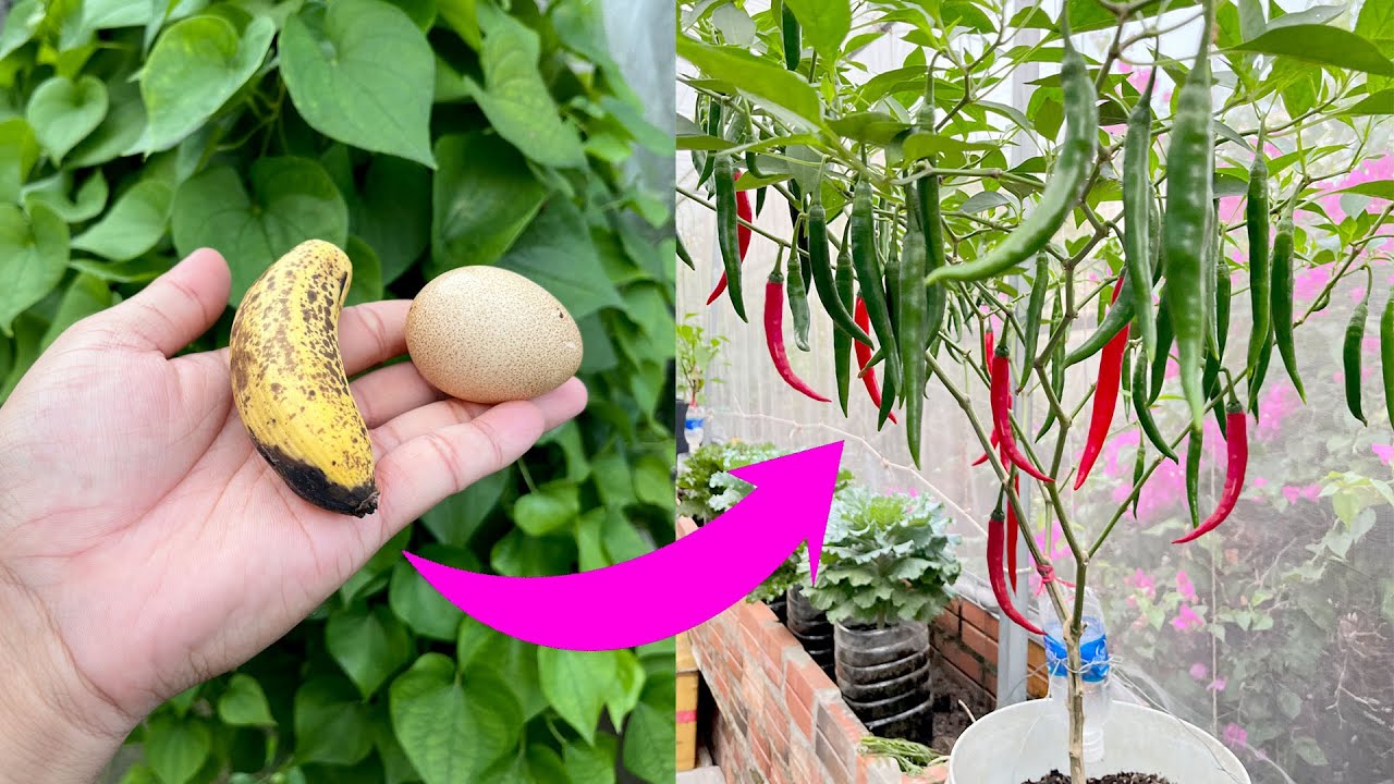 Trồng ớt trong chậu nhiều trái nhờ bón thứ này || Tips for growing peppers wrong